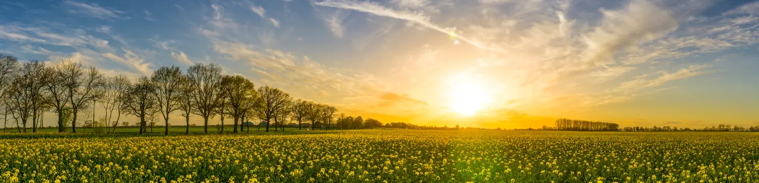 Sunrise over a field of yellow flowers